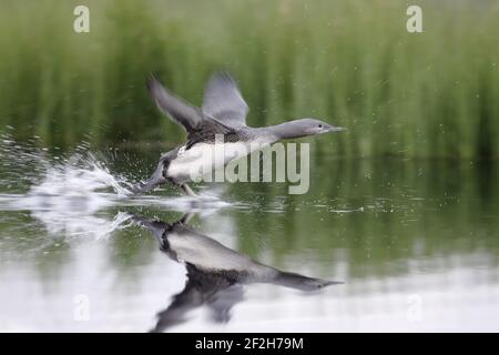 Red Throated Diver - Große Küken Üben Take Off Gavia Stellata Finnland BI014946 Stockfoto