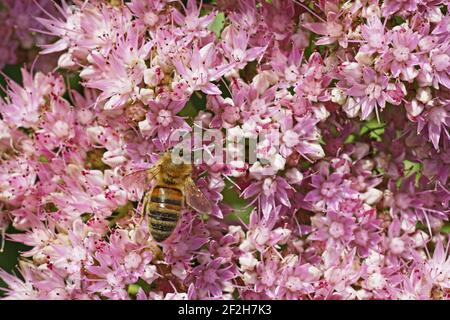 Honigbienenfütterung auf Sedum Flowers Essex, UK IN000478 Stockfoto