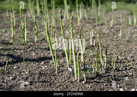 Spargel. Frischer Spargel. Grüner Spargel. Spargel wächst auf dem Feld Stockfoto