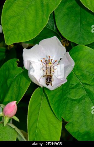 Eine Nektar-suchende Honigbiene auf einer vollständig offenen blassrosa Quitten-Blüte, mit grünen Blättern im Hintergrund, Nahaufnahme Stockfoto