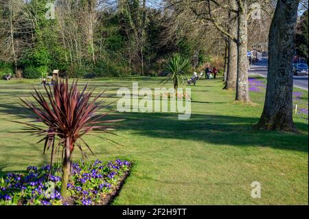 Blick in Richtung Haywards Heath Stadtzentrum über Muster Green Park in frühen Frühling Sonnenschein und Blumenbeete blühen. West Sussex County, Großbritannien. Stockfoto