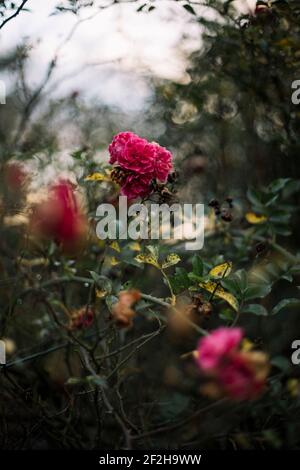Rosen, blühend, Detail Stockfoto