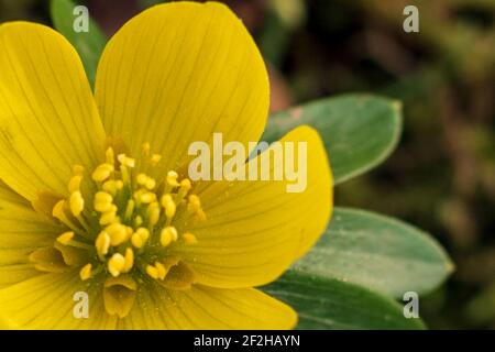 Gelb blühende Winterakonitblüte (Eranthis hyemalis), extreme Nahaufnahme. Früh blühende Wildblume Stockfoto