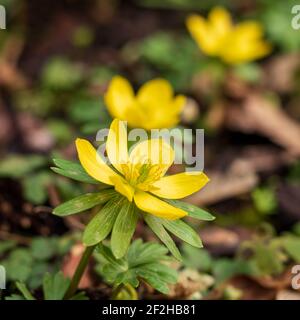 Leuchtend gelb blühender Winterakonit (Eranthis hyemalis), Nahaufnahme und selektiver Fokus. Früh blühende Wildblume im Winter Stockfoto