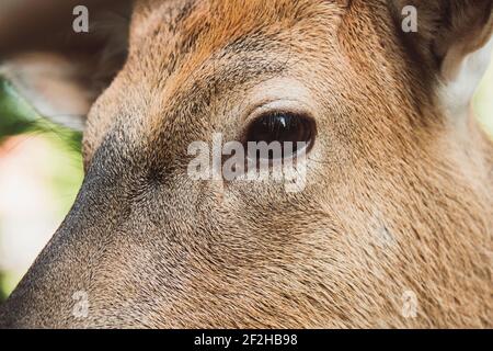 Damwild, Porträt, Detail, Stockfoto