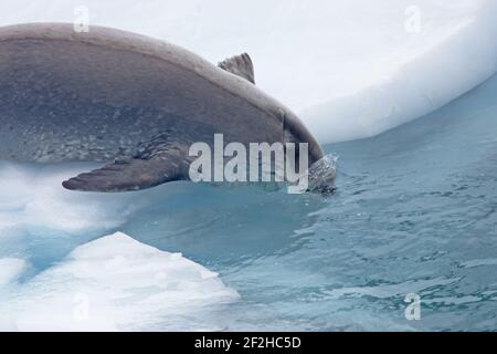 Crabeater Seal - auf Eisschläuchen Lobodon carcinophagus La Maire Channel Antarktische Halbinsel MA000963 Stockfoto