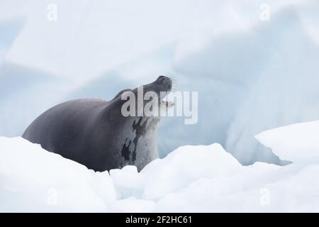 Crabeater Seal - auf Eisschläuchen Lobodon carcinophagus La Maire Channel Antarktische Halbinsel MA000999 Stockfoto