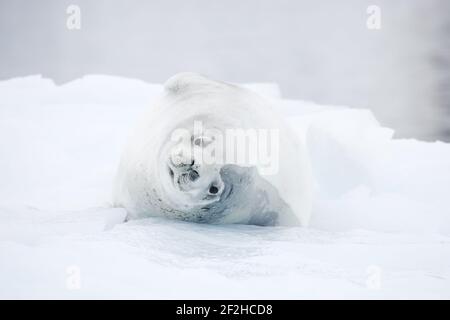 Crabeater Seal - auf Eisschläuchen Lobodon carcinophagus La Maire Channel Antarktische Halbinsel MA001014 Stockfoto