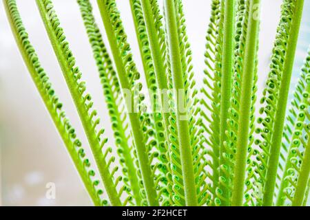 Junge, sich entfaltende Palme Cycas Blätter in der Nähe des Baumes, Nahaufnahme Stockfoto