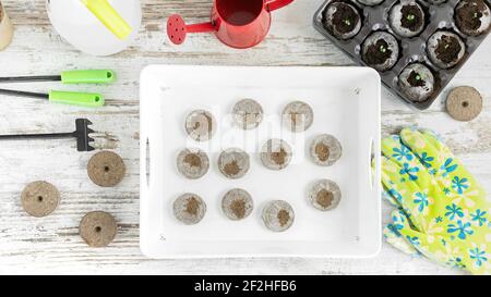 Anleitung zur Verwendung von Torf-Pellets für den Anbau von Setzlingen. Schritt 1. Die gepressten Torf- oder Kokosnusspellets in einen tiefen Behälter geben. Stockfoto