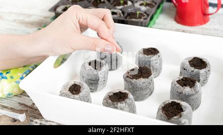 Anleitung zur Verwendung von Torf-Pellets für den Anbau von Setzlingen. Schritt 5. Mit einem mit Wasser angefeuchteten Zahnstocher den Samen in die Mitte des Torf pe legen Stockfoto