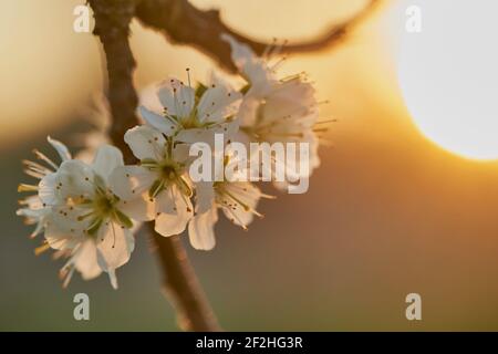 Blüht im Frühling mit Sonnenuntergang, Baumblüten mit Sonnenuntergang Stockfoto