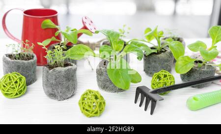 Blumen- und Gemüsesämlinge in Torf und Kokosnusspellets im Innenbereich anbauen. Die Verwendung von Torftabletten für den Anbau von frühen Setzlingen während des Lebens in einem apa Stockfoto