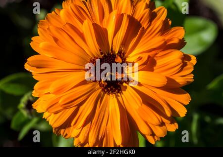 Eine Nahaufnahme einer einzelnen, leuchtend orangefarbenen Ringelblume (Calendula officinalis 'Nova') UK Stockfoto