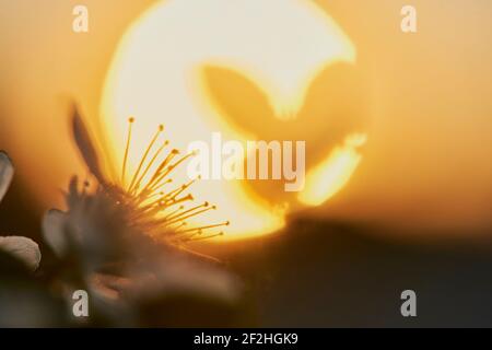 Blüht im Frühling mit Sonnenuntergang, Baumblüten mit Sonnenuntergang Stockfoto