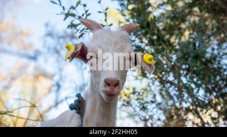 Portrait der weißen Ziege auf dem Bauernhof. Stockfoto