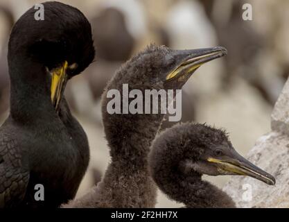 Drei Kormorane (Phalacrocorax carbo), ein Erwachsener und zwei Küken auf Felsen auf den Farne Islands, Großbritannien Stockfoto