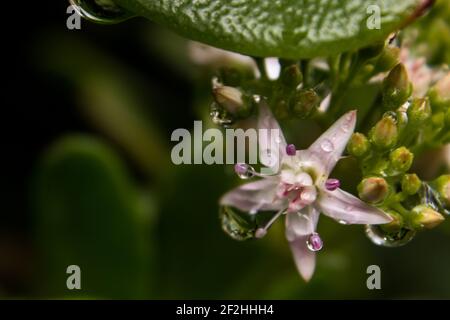 Eine kleine sternförmige Blume der Jadepflanze, Crassula Ovata, bedeckt mit kleinen Wassertröpfchen Stockfoto