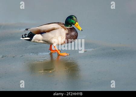 Porträt einer wilden bunten Stockente, die an einem sonnigen Wintertag auf Eis geht. Blauer Hintergrund. Stockfoto