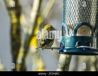 Ein eurasischer Siskin (Spinus spinus) auf einem Futterhäuschen im Winter in Nordengland, Großbritannien Stockfoto