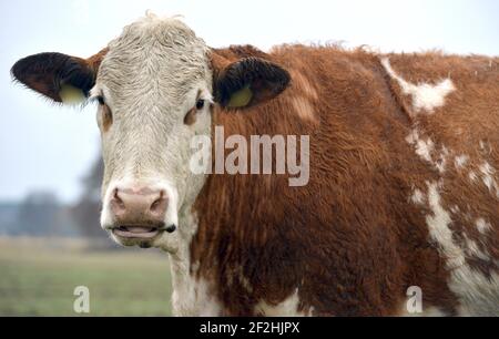 26. Februar 2021, Brandenburg, Horst: Eine Kuh steht in einem Fahrerlager am Rande des Dorfes Horst im brandenburgischen Elbe-Elster. Foto: Thomas Uhlemann/dpa-Zentralbild/ZB Stockfoto