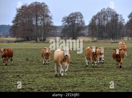 26. Februar 2021, Brandenburg, Horst: Eine Rinderherde steht in einem Fahrerlager am Rande des Dorfes Horst im brandenburgischen Elbe-Elster. Foto: Thomas Uhlemann/dpa-Zentralbild/ZB Stockfoto