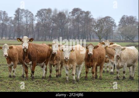 Horst, Deutschland. Februar 2021, 26th. Eine Rinderherde steht in einem Fahrerlager am Rande des Dorfes Horst im brandenburgischen Elbe-Elster. Quelle: Thomas Uhlemann/dpa-Zentralbild/ZB/dpa/Alamy Live News Stockfoto