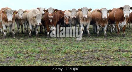 Horst, Deutschland. Februar 2021, 26th. Eine Rinderherde steht in einem Fahrerlager am Rande des Dorfes Horst im brandenburgischen Elbe-Elster. Quelle: Thomas Uhlemann/dpa-Zentralbild/ZB/dpa/Alamy Live News Stockfoto