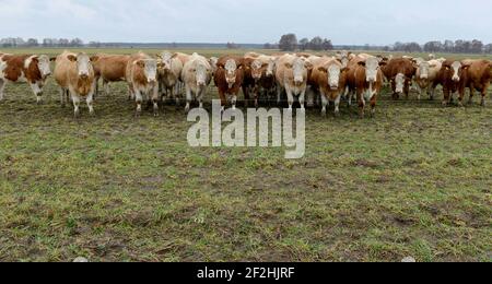 Horst, Deutschland. Februar 2021, 26th. Eine Rinderherde steht in einem Fahrerlager am Rande des Dorfes Horst im brandenburgischen Elbe-Elster. Quelle: Thomas Uhlemann/dpa-Zentralbild/ZB/dpa/Alamy Live News Stockfoto