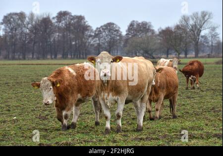 26. Februar 2021, Brandenburg, Horst: Eine Rinderherde steht in einem Fahrerlager am Rande des Dorfes Horst im brandenburgischen Elbe-Elster. Foto: Thomas Uhlemann/dpa-Zentralbild/ZB Stockfoto