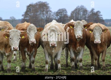 Horst, Deutschland. Februar 2021, 26th. Eine Rinderherde steht in einem Fahrerlager am Rande des Dorfes Horst im brandenburgischen Elbe-Elster. Quelle: Thomas Uhlemann/dpa-Zentralbild/ZB/dpa/Alamy Live News Stockfoto