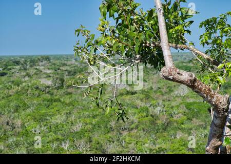 Spitze der Nohoch Mul Pyramide, Coba, Mexiko Stockfoto