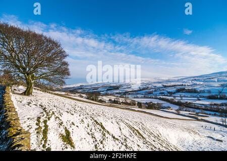 Ein Platane (Acer pseudoplatanus) auf einem steil abfallenden, verschneiten Feld, mit Hügeln darüber hinaus in Weardale, den North Pennines, County Durham, Großbritannien Stockfoto