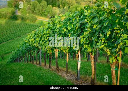 Blick auf einen Weinberg in der Steiermark im horizontalen Format Stockfoto