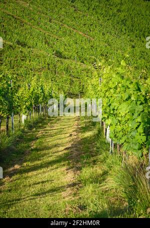 Blick auf die Straße in einem Weinberg im Sommer Stockfoto