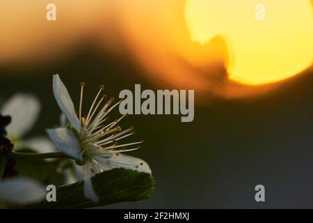 Blüht im Frühling mit Sonnenuntergang, Baumblüten mit Sonnenuntergang Stockfoto