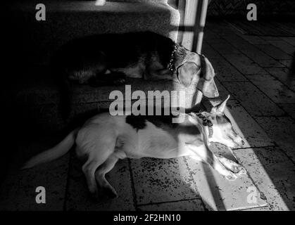 Zwei kleine Hunde - ein Dackel-Typ und ein Jack Russell / Corgi Kreuz - ein Cojack - Lounge auf der Treppe drinnen, durch helles Sonnenlicht aufgenommen (s/w) Stockfoto