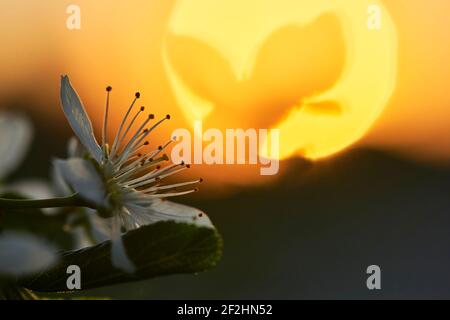 Blüht im Frühling mit Sonnenuntergang, Baumblüten mit Sonnenuntergang Stockfoto