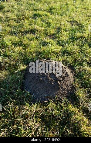 Deutschland, Bayern, Oberbayern, Altötting, Landwirtschaft, Wiese mit Maulwurffelden Stockfoto