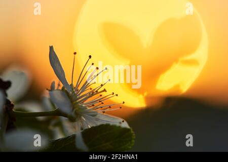 Blüht im Frühling mit Sonnenuntergang, Baumblüten mit Sonnenuntergang Stockfoto