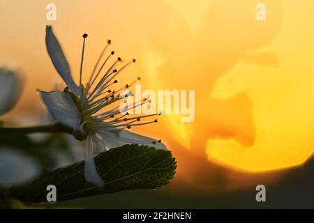 Blüht im Frühling mit Sonnenuntergang, Baumblüten mit Sonnenuntergang Stockfoto