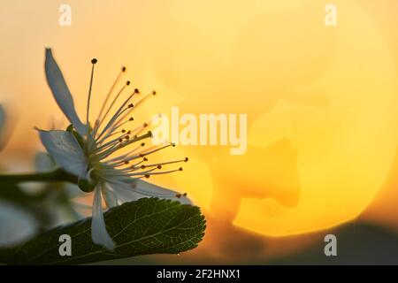 Blüht im Frühling mit Sonnenuntergang, Baumblüten mit Sonnenuntergang Stockfoto