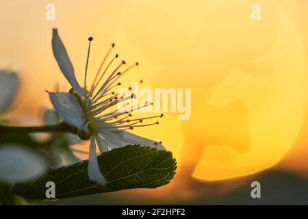 Blüht im Frühling mit Sonnenuntergang, Baumblüten mit Sonnenuntergang Stockfoto