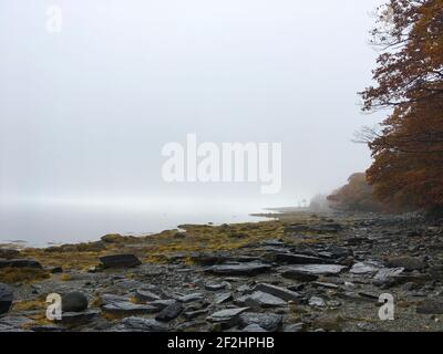 Moody, neblig, regnerischer Tag am felsigen Strand der Union River Bay im Herbst, Herbst, Blätter ändern sich. In Surry, Maine. Stockfoto