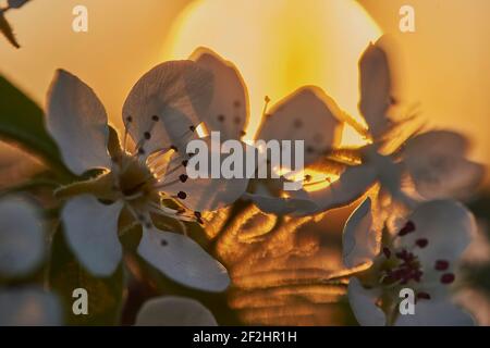 Blüht im Frühling mit Sonnenuntergang, Baumblüten mit Sonnenuntergang Stockfoto