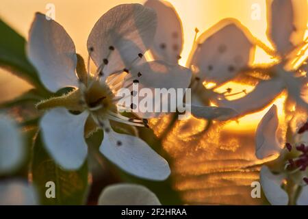 Blüht im Frühling mit Sonnenuntergang, Baumblüten mit Sonnenuntergang Stockfoto