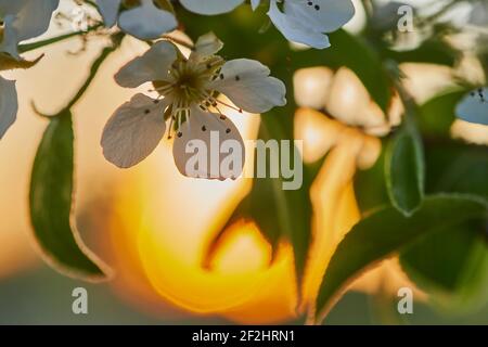 Blüht im Frühling mit Sonnenuntergang, Baumblüten mit Sonnenuntergang Stockfoto