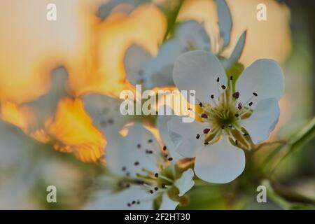 Blüht im Frühling mit Sonnenuntergang, Baumblüten mit Sonnenuntergang Stockfoto