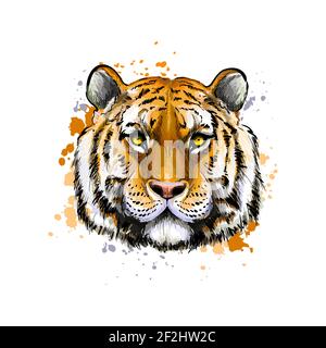 Tiger Kopf Porträt aus einem Spritzer Aquarell, farbige Zeichnung, realistisch. Vektordarstellung von Farben Stock Vektor