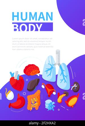 Menschlicher Körper - modernes buntes isometrisches Webbanner mit Platz für Text. Gesundheitswesen und Anatomie. Illustration mit den inneren Organen, dem Herzen, den Lungen, Stock Vektor